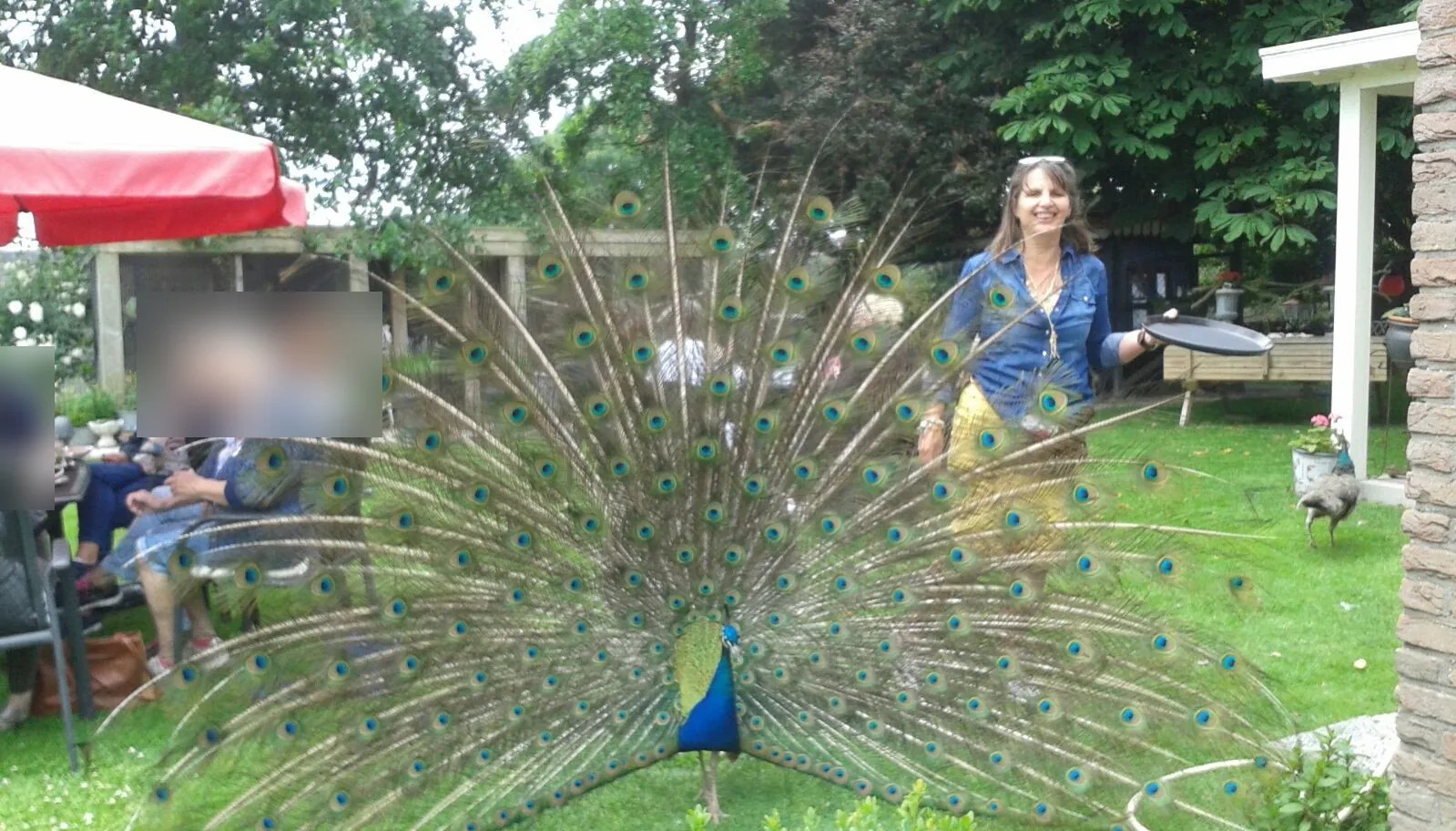 Een pauw slaat zijn wiel in de tuin van De Vogelhof, Peternelle komt aan met een dienblad